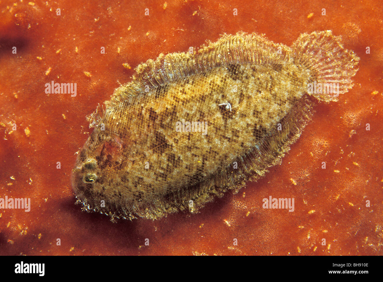 Suola in spugna, Aseraggodes melanostictus, Bunaken Nationalpark, Sulawesi, Indonesia Foto Stock