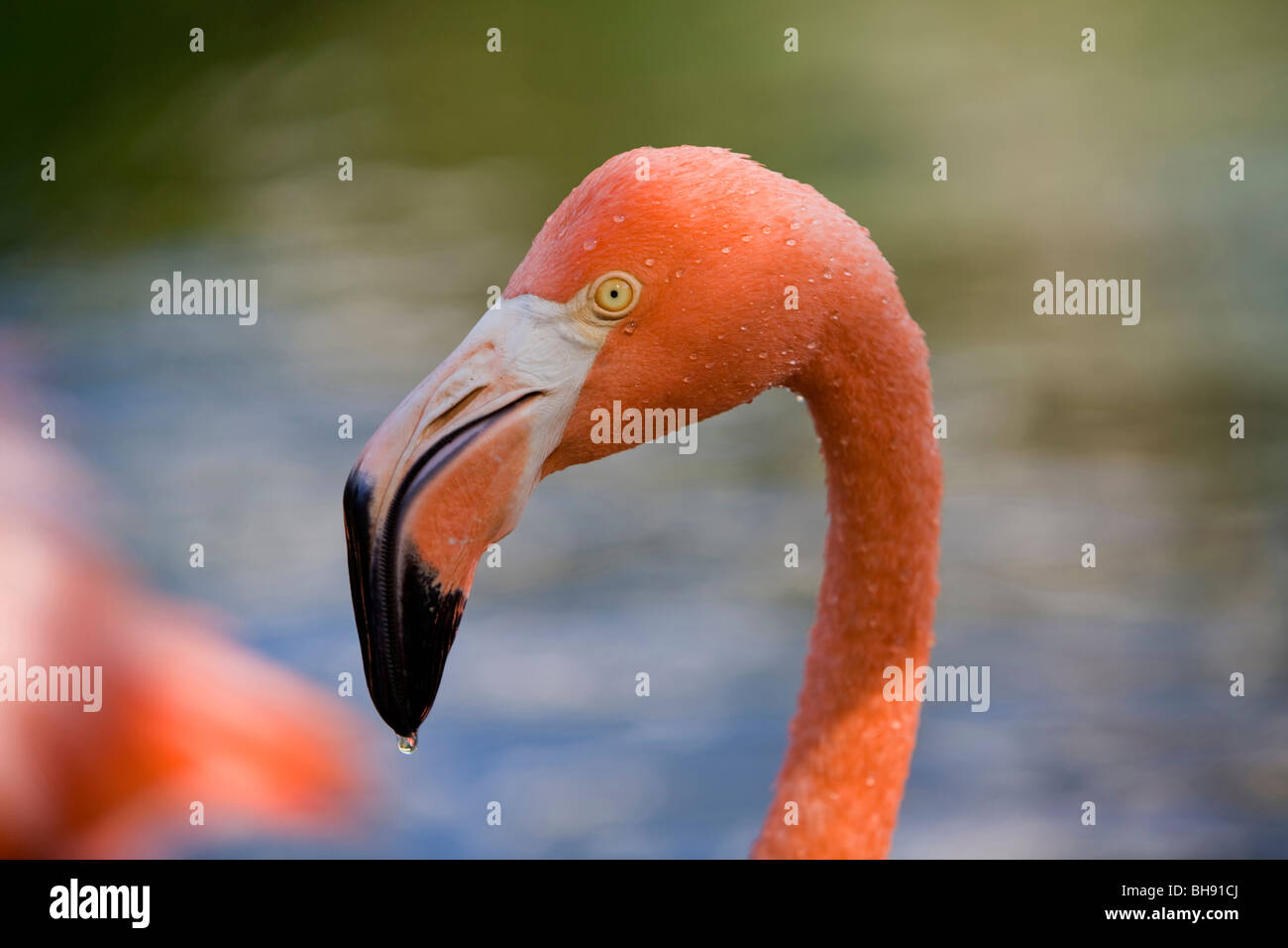 Caraibi il fenicottero rosa Phoenicopterus ruber ruber, Santa Lucia, il Mare dei Caraibi, Cuba Foto Stock