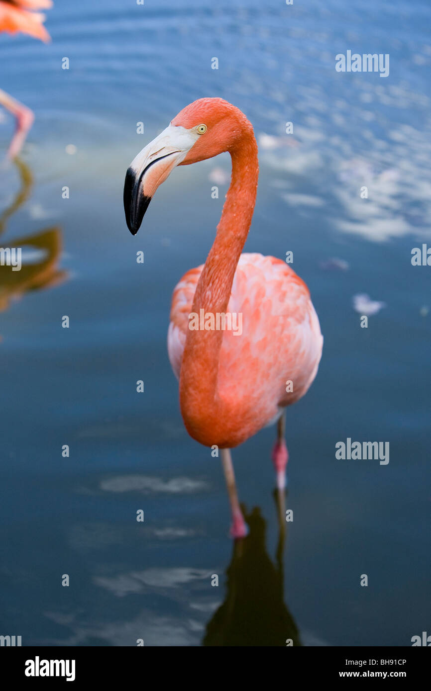 Caraibi il fenicottero rosa Phoenicopterus ruber ruber, Santa Lucia, il Mare dei Caraibi, Cuba Foto Stock