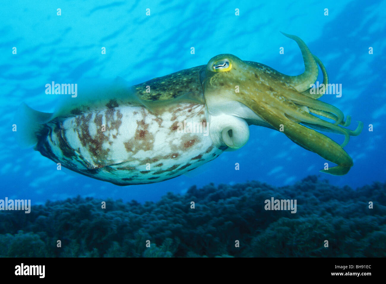 Broadclub Le Seppie Sepia latimanus, Manado, Sulawesi, Indonesia Foto Stock
