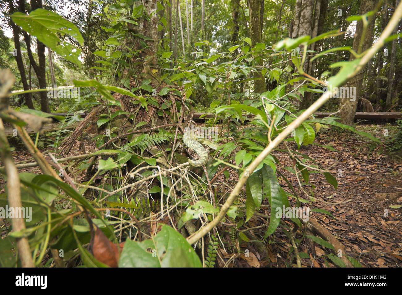 Wagler's Pit Viper, Tropidolaemus wagleri, Bako, Sarawak, Borneo, Malaysia Foto Stock