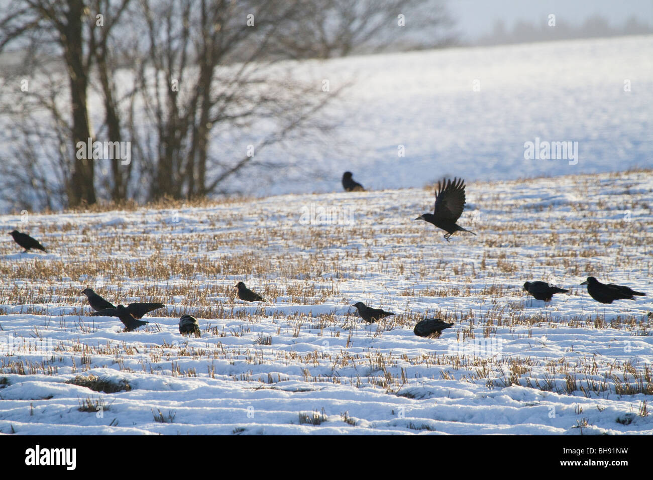 Rooks,Corvus frugilegus, alimentando in campo nevoso, Perthshire Scozia Scotland Foto Stock