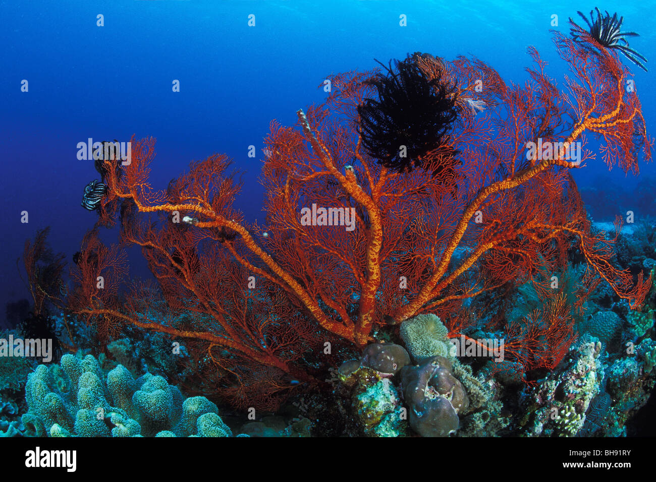 Mar Rosso ventola, Melithaea sp., Bunaken Nationalpark, Sulawesi, Indonesia Foto Stock