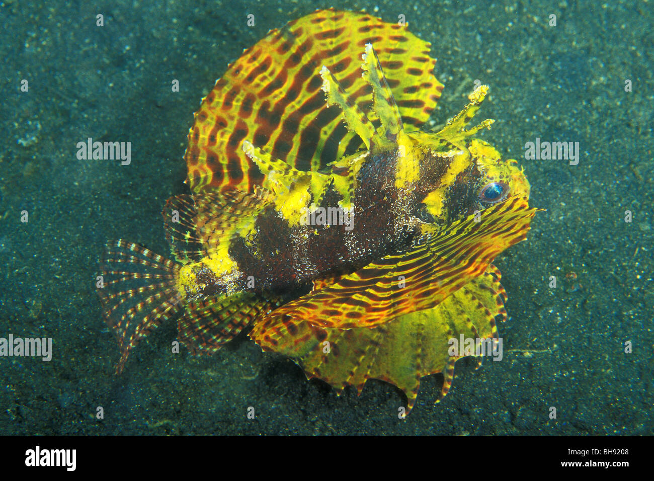 Giallo Leone Illex, Dendrochirus brachypterus, Lembeh strait, Sulawesi, Indonesia Foto Stock