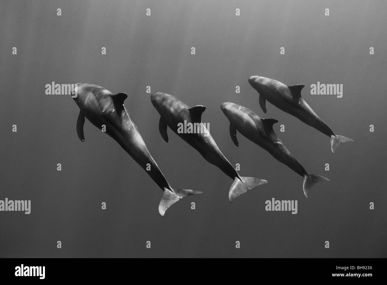 Gruppo di Pigmei Orche Feresa attenuata, Big Island, Costa di Kona, Hawaii, STATI UNITI D'AMERICA Foto Stock