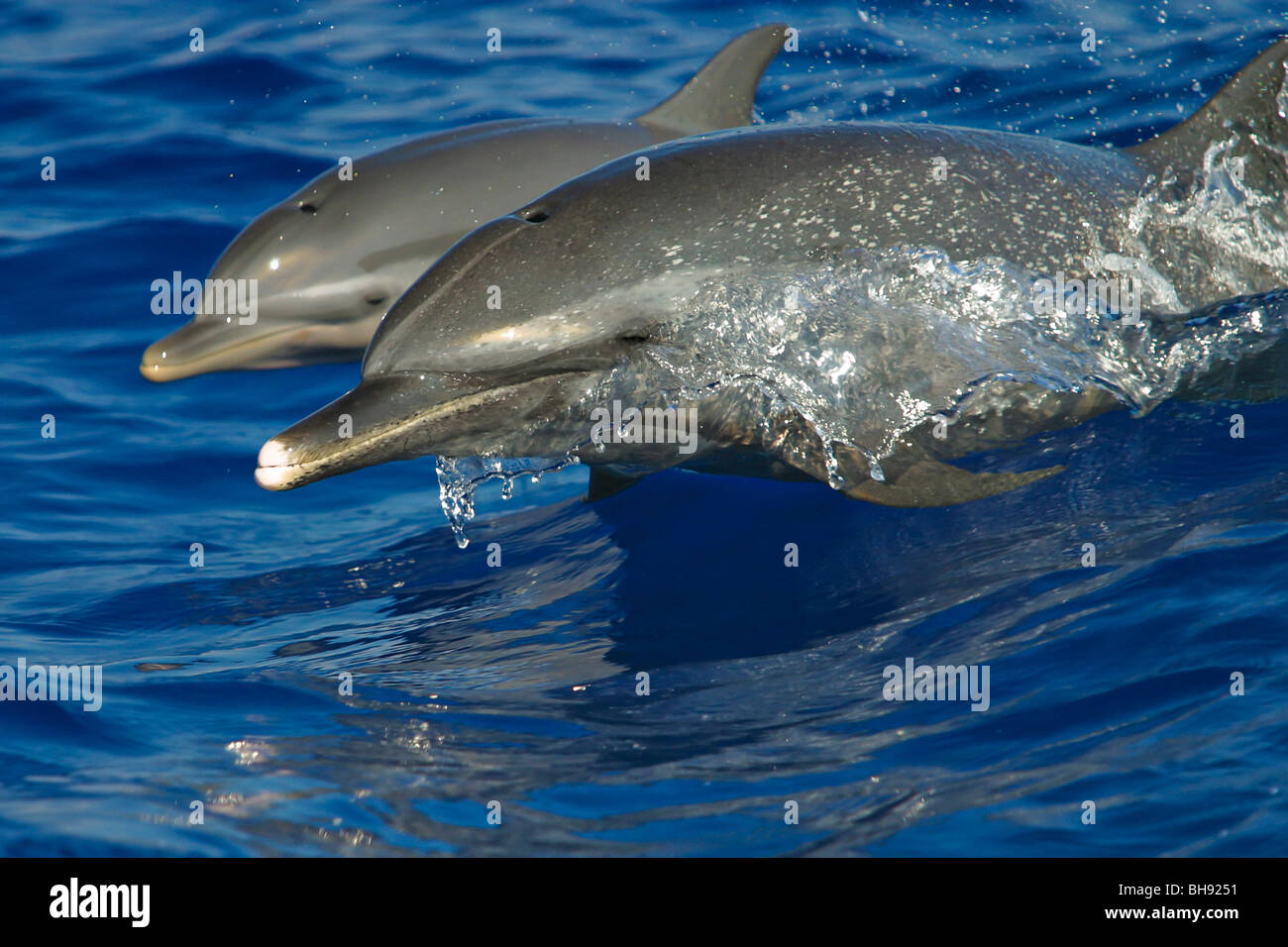 Pantropical delfini maculati, madre e del polpaccio, Stenella attenuata, Big Island, Costa di Kona, Hawaii, STATI UNITI D'AMERICA Foto Stock
