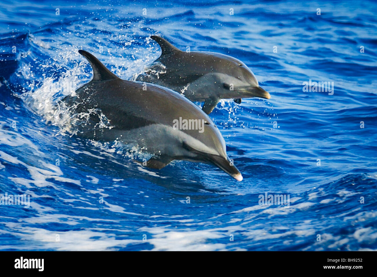 Pantropical delfini maculati, madre e del polpaccio, Stenella attenuata, Big Island, Costa di Kona, Hawaii, STATI UNITI D'AMERICA Foto Stock