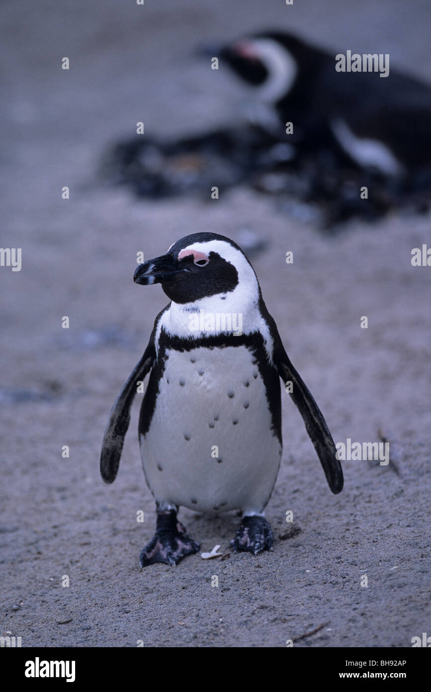 Pinguino africano, nastrati Penguin, Spheniscus demersus, Boulders Beach, False Bay, Sud Africa Foto Stock