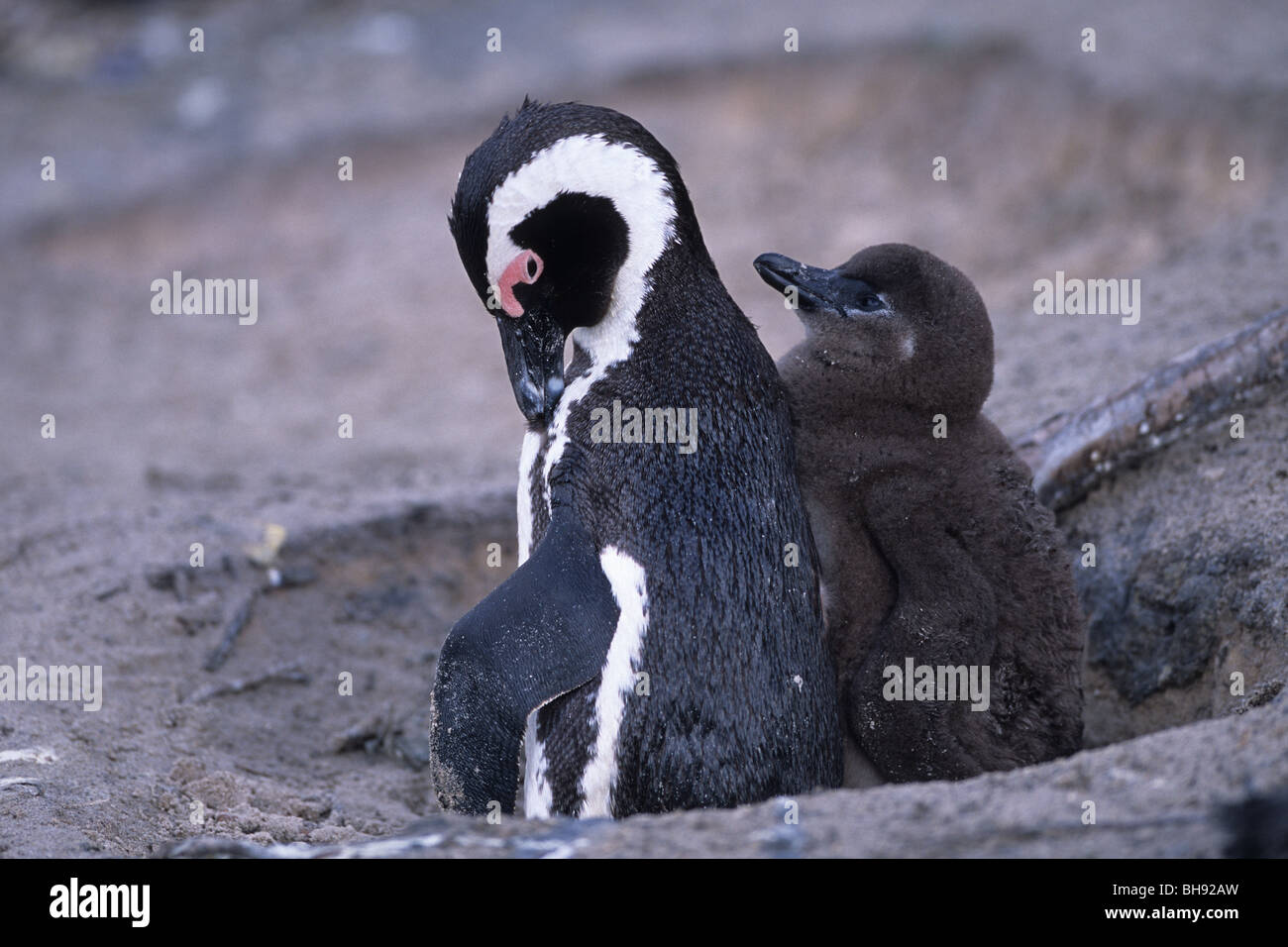 Pinguino africano, nastrati Penguin con pulcino, Spheniscus demersus, Boulders Beach, False Bay, Sud Africa Foto Stock