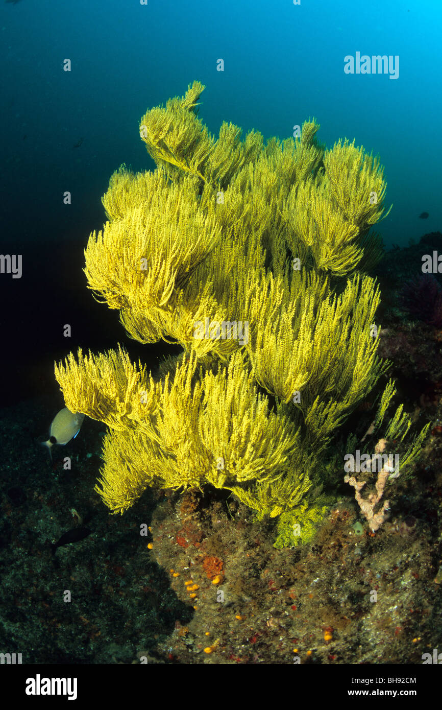 Coralli neri, Antipathes sp., Aliwal barene, Kwazulu-Natal, Oceano Indiano, Sud Africa Foto Stock