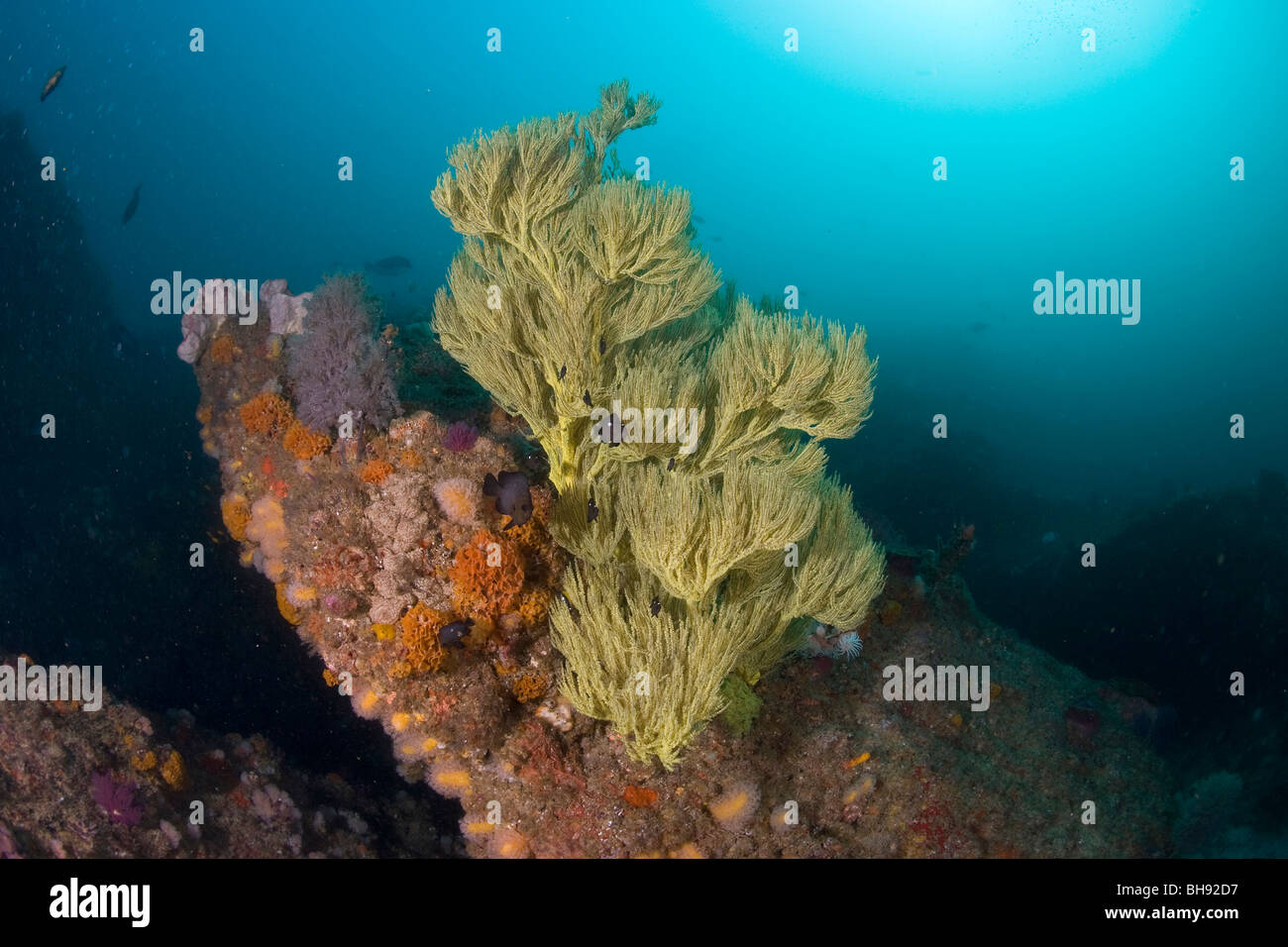 Coralli neri, Antipathes sp., Aliwal barene, Kwazulu-Natal, Oceano Indiano, Sud Africa Foto Stock