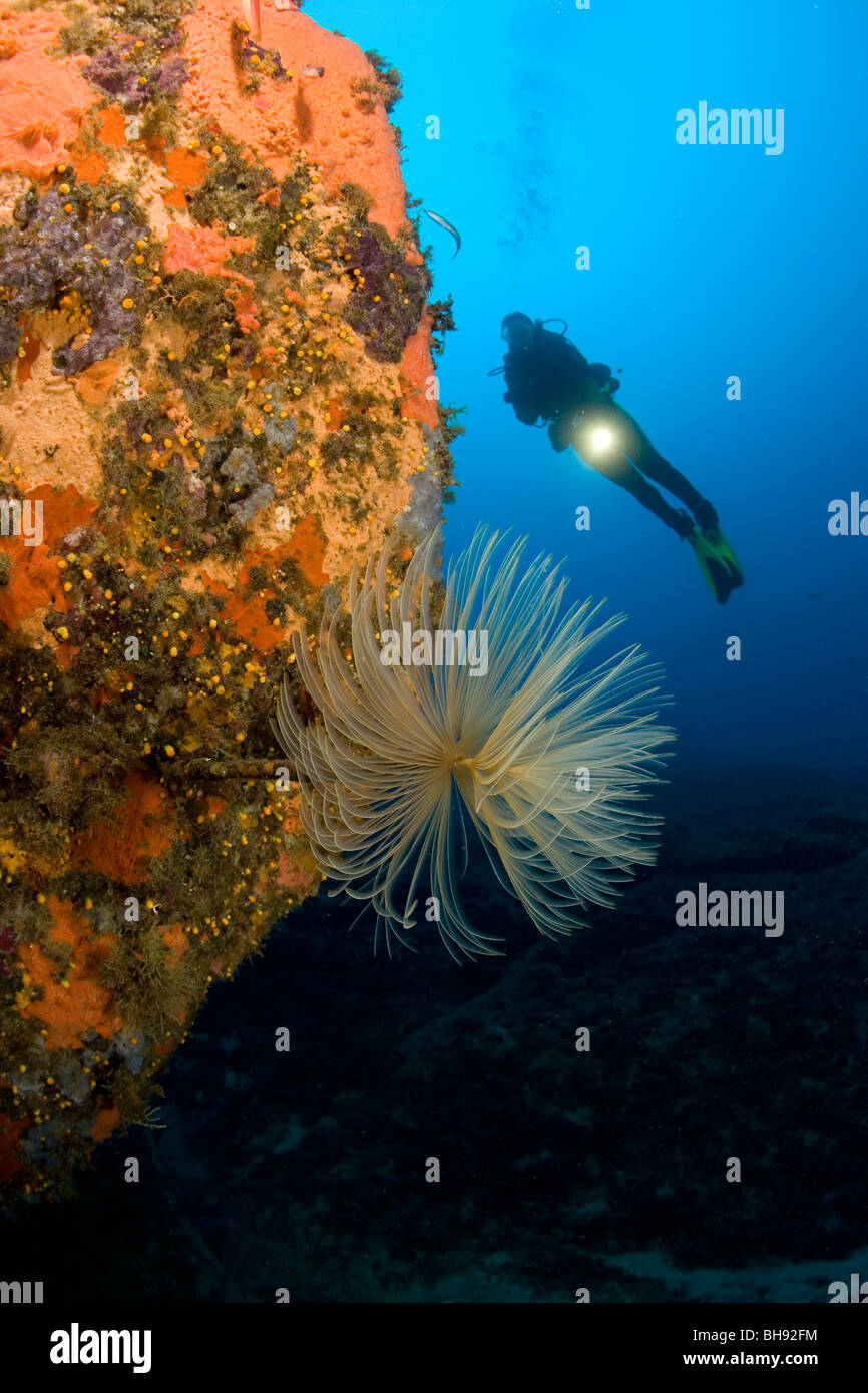 Tubo Spirograph Worm e Scuba Diver, Sabella spallanzani, Isola del Giglio, Mare Mediterraneo, Italia Foto Stock