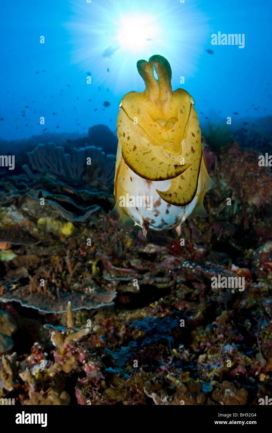 Broadclub Le Seppie Sepia latimanus, Siau Isola, Sangihe-Talaud arcipelago, Sulawesi, Indonesia Foto Stock