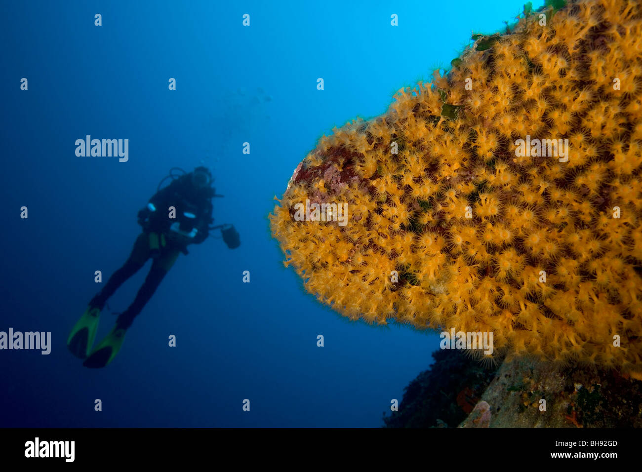 Scuba Diver e Rock coperto con Zoanthids, Parazoanthus axinellae, Isola del Giglio, Mare Mediterraneo, Italia Foto Stock