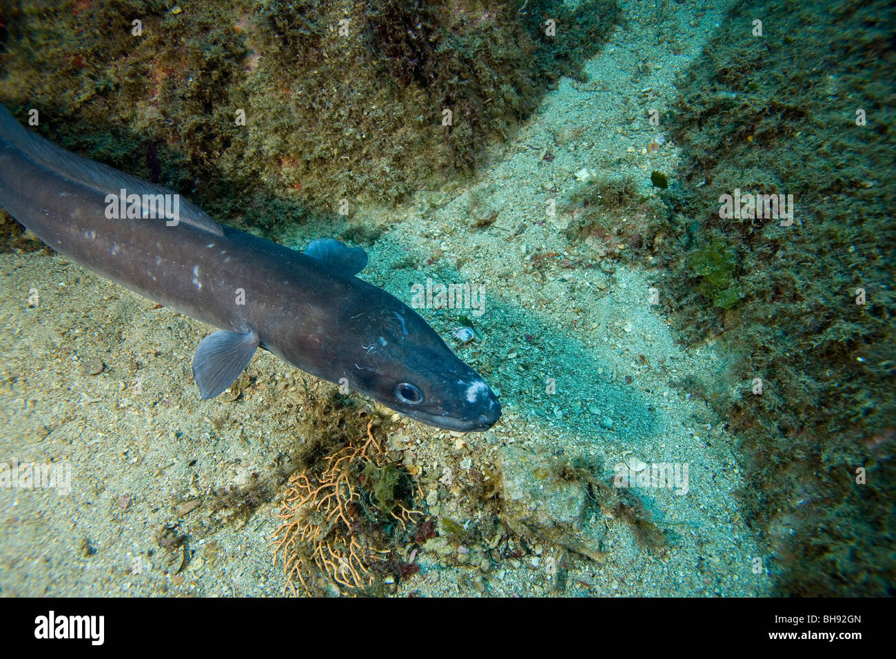 Grongo, Conger conger, Isola del Giglio, Mare Mediterraneo, Italia Foto Stock