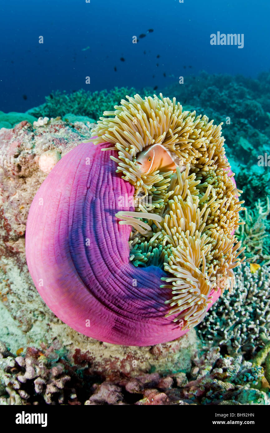 Pink anemonefish chiusi in un magnifico Anemone, Amphiprion perideraion, Heteractis magnifica, Bunaken, Sulawesi, Indonesia Foto Stock