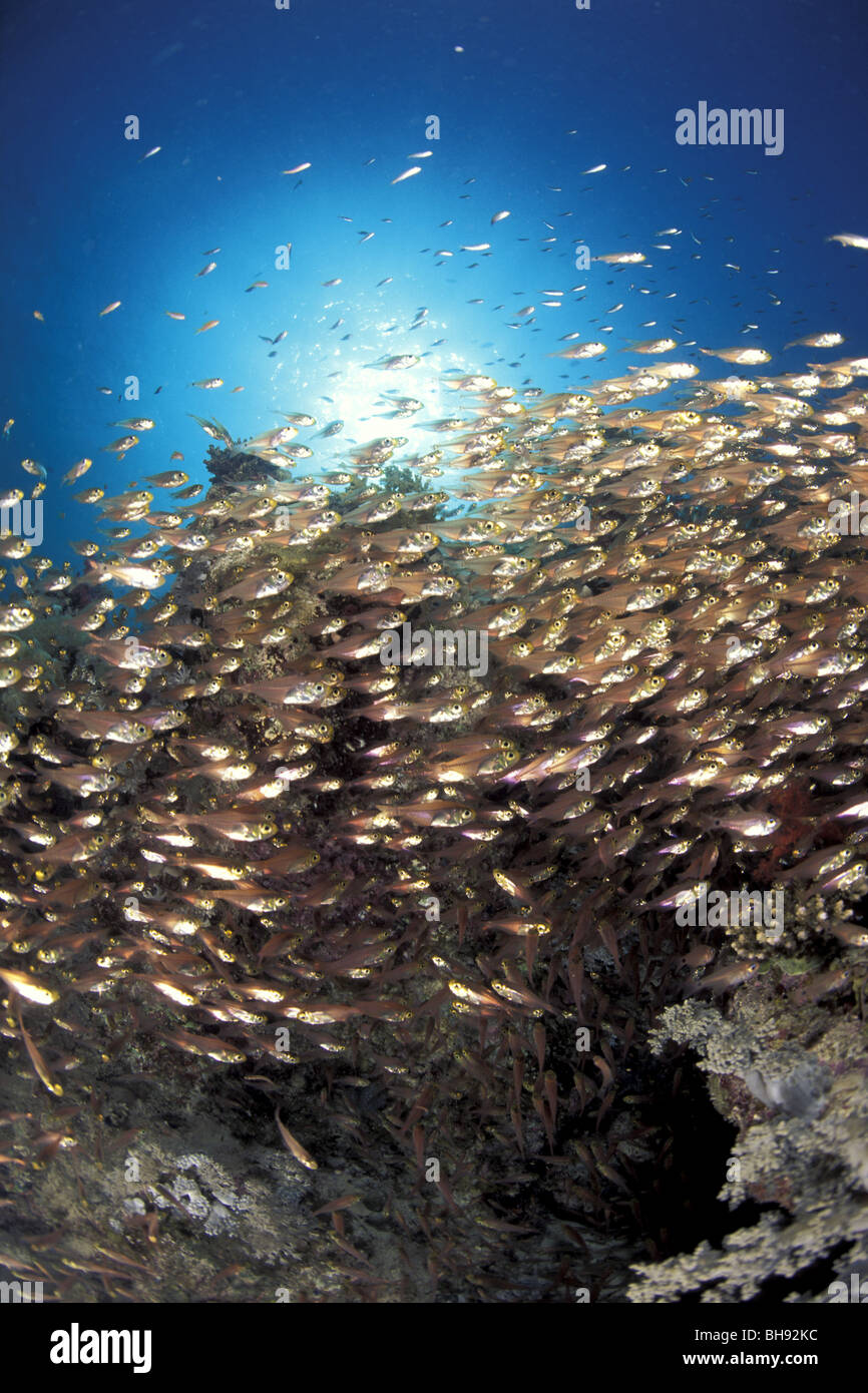 Secca di Glassfish, Parapriacanthus sp., Sharm el Sheikh, Mar Rosso, Egitto Foto Stock