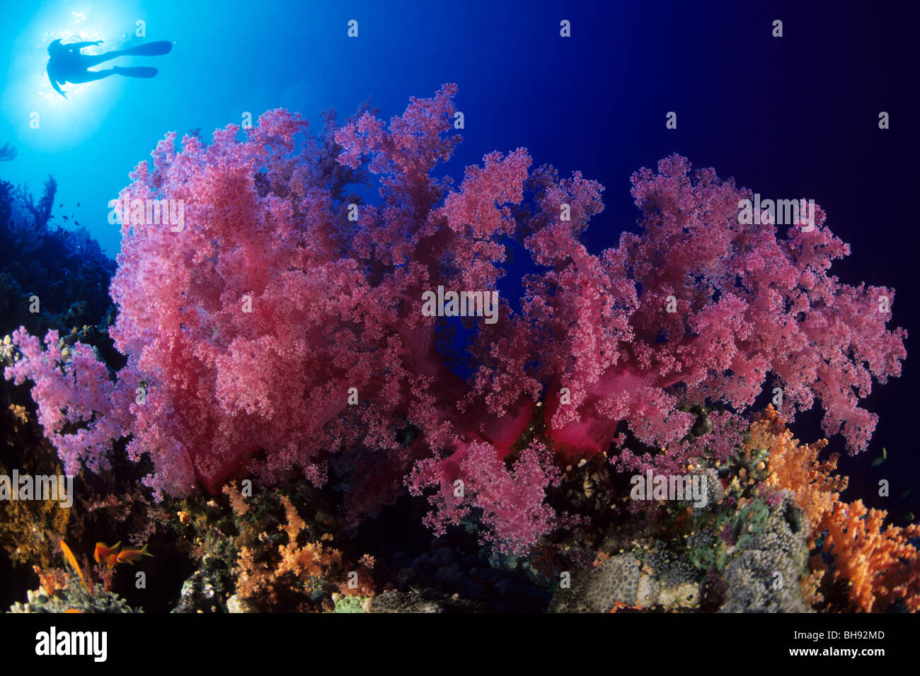 Red coralli molli, Dendronephthya sp., Sharm el Sheikh, Mar Rosso, Egitto Foto Stock