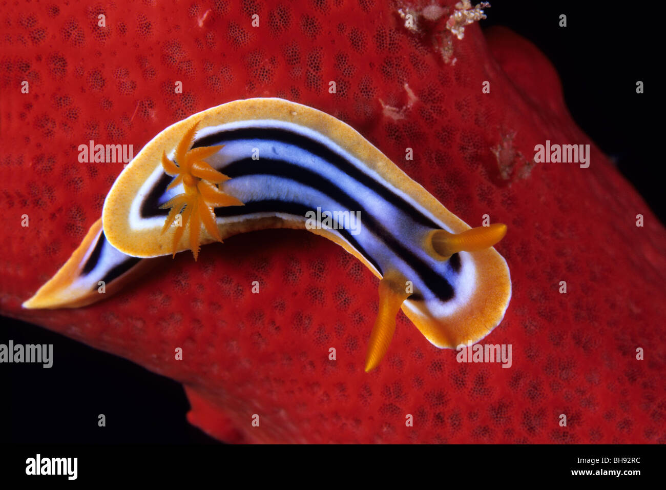Pigiama Nudibranch, Chromodoris quadricolor, Mar Rosso, Egitto Foto Stock
