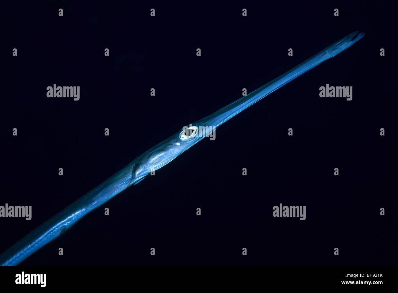 Cornetfish, Fistularia commersonii, Mar Rosso, Egitto Foto Stock