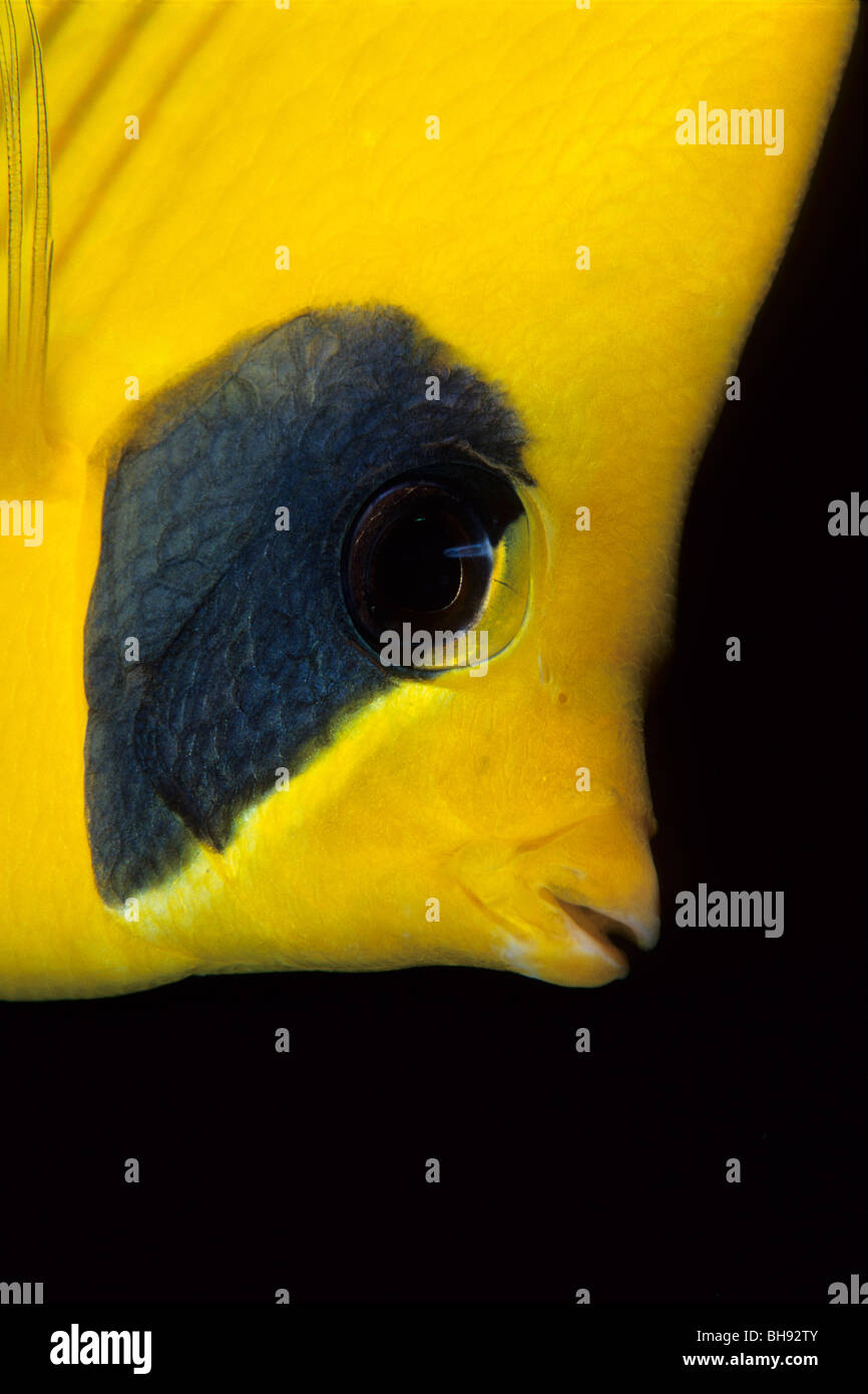 Butterflyfish mascherato, Chaetodon semilarvatus, Mar Rosso, Egitto Foto Stock