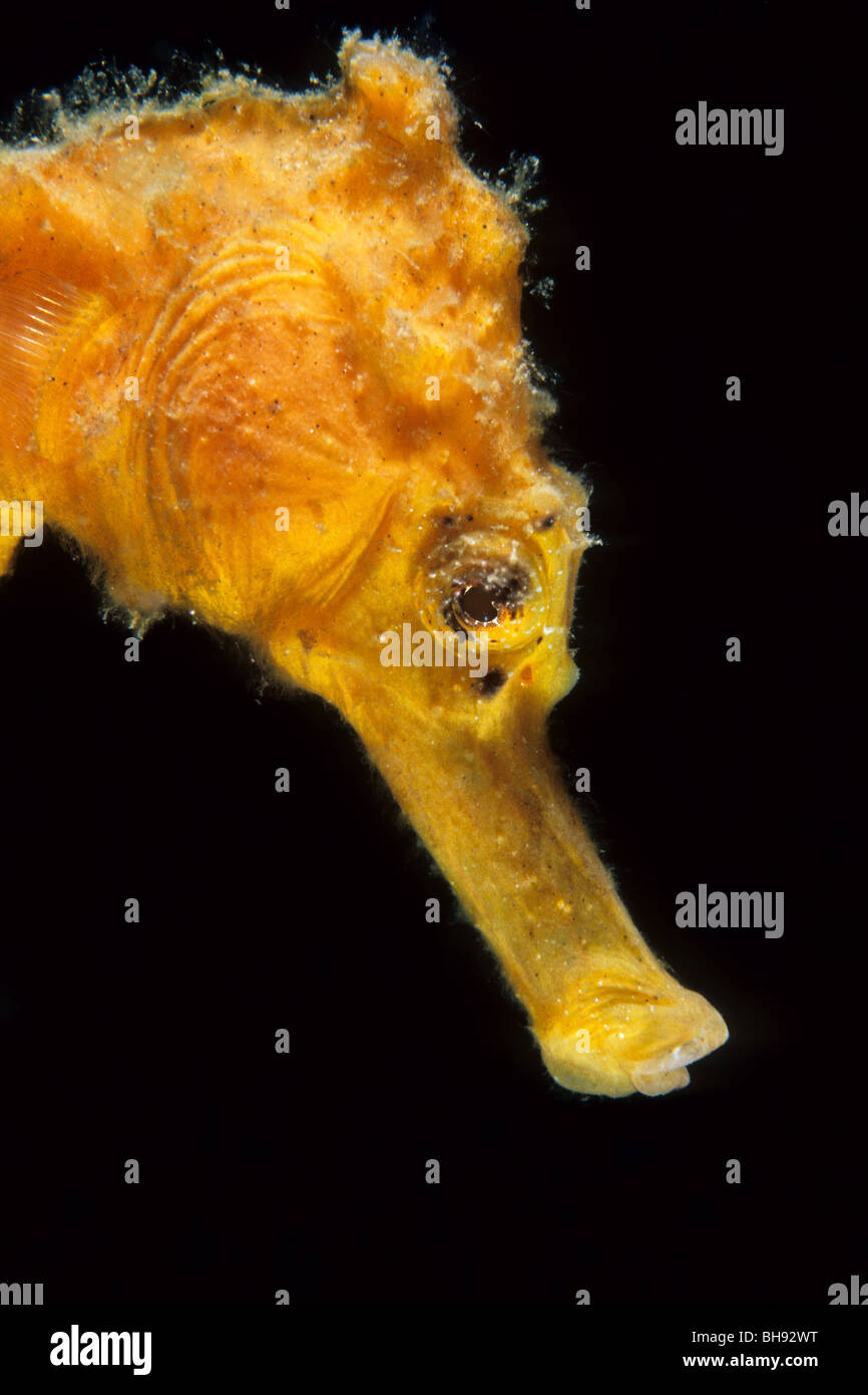 Giallo cavalluccio marino comune, Hippocampus kuda, Lembeh strait, Sulawesi, Indonesia Foto Stock