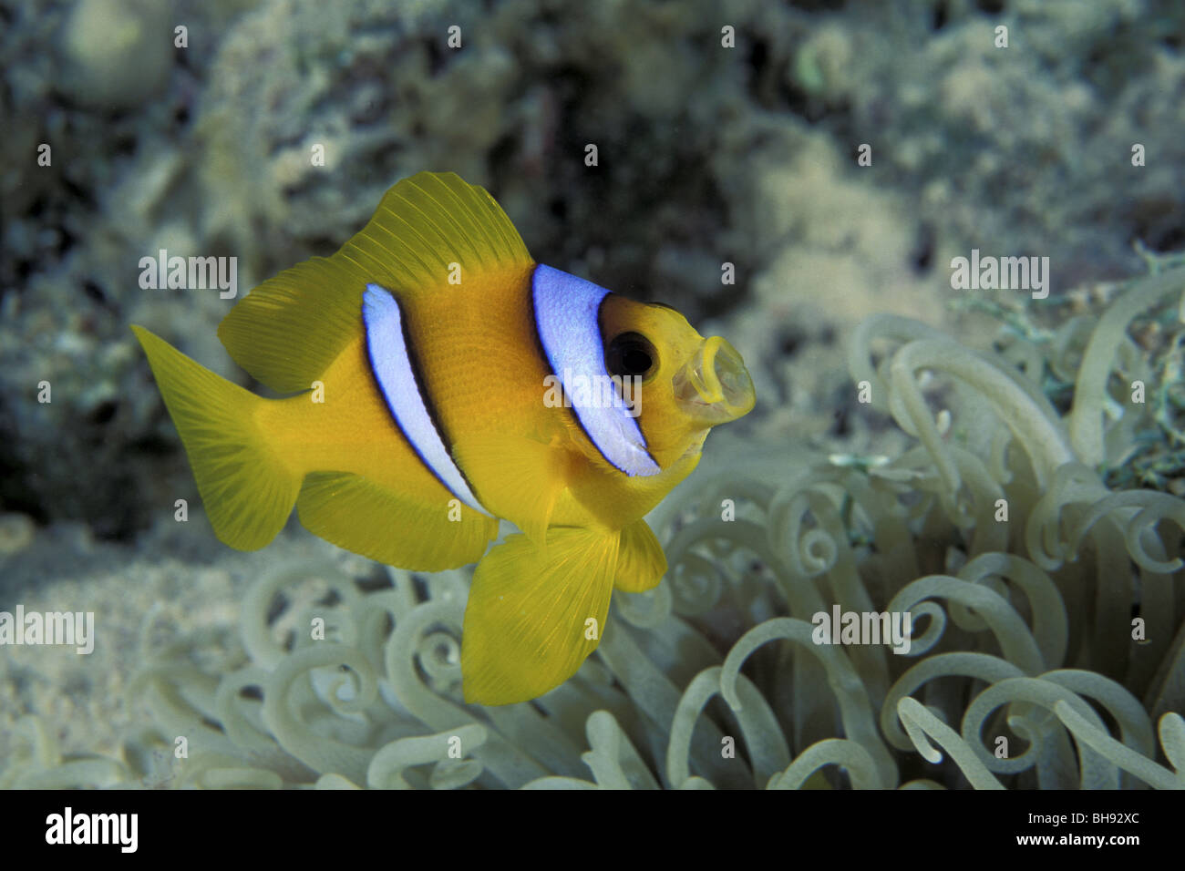 Mar Rosso, Anemonefish Amphiprion bicinctus, Mar Rosso, Egitto Foto Stock