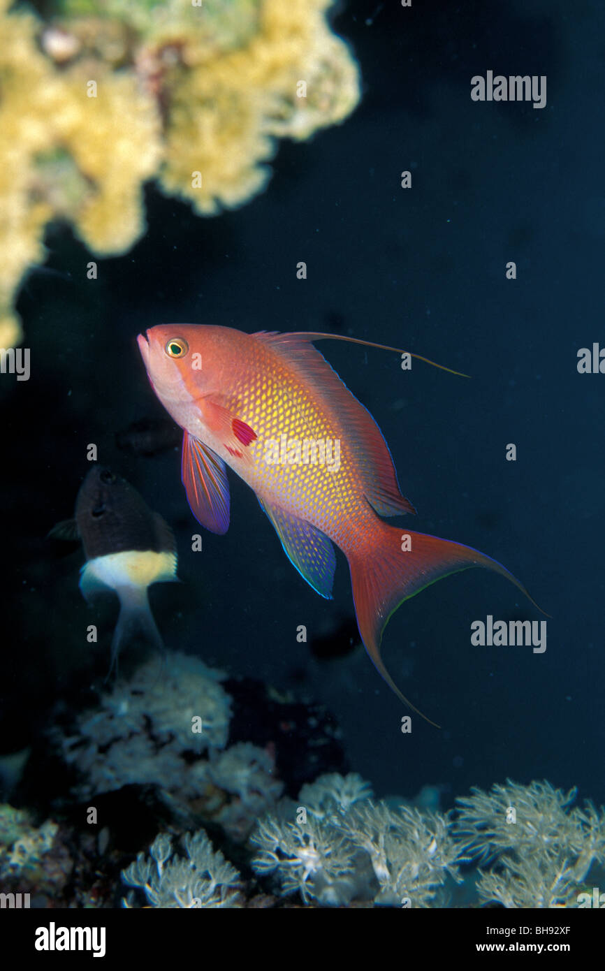 Gioiello Fata Bassler, Pseudanthias squamipinnis, Mar Rosso, Egitto Foto Stock