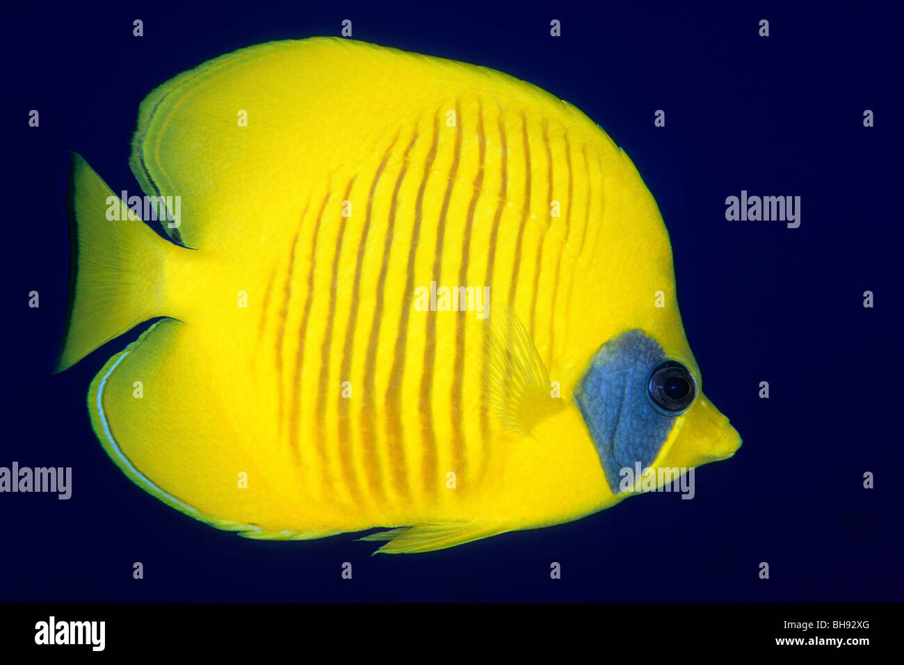 Butterflyfish mascherato, Chaetodon semilarvatus, Mar Rosso, Egitto Foto Stock