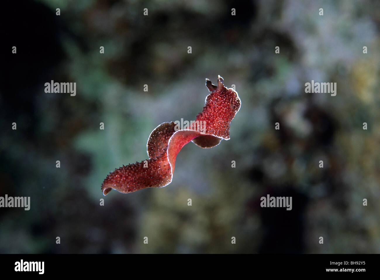 Red Flatworm, Pseudobiceros sp., Mar Rosso, Egitto Foto Stock