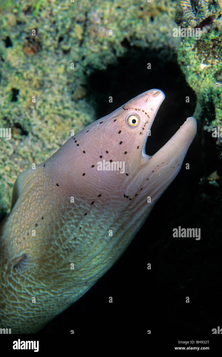 Pepati Moray, la Siderea grisea, Mar Rosso, Egitto Foto Stock
