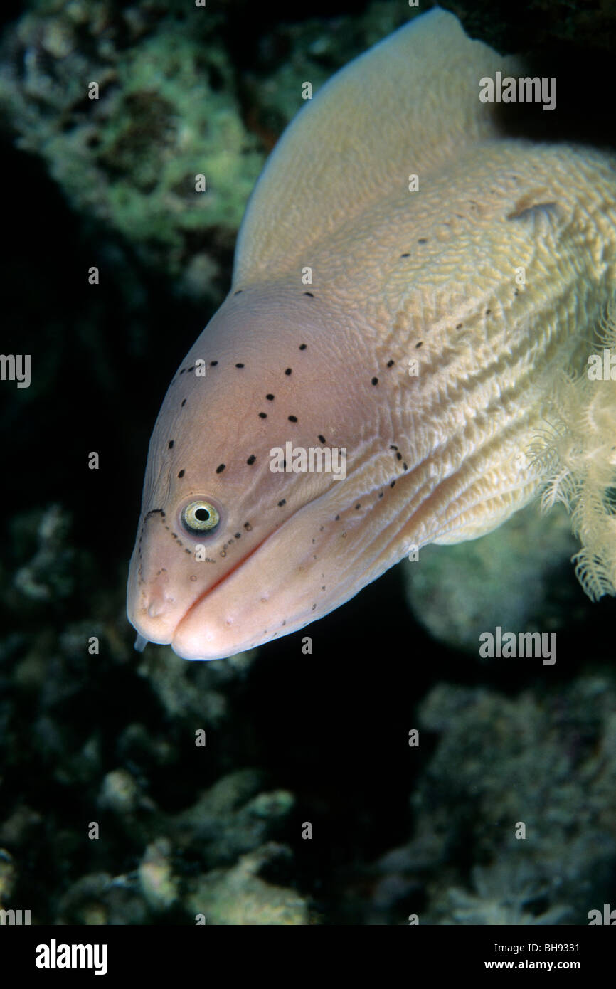 Pepati Moray, la Siderea grisea, Mar Rosso, Egitto Foto Stock