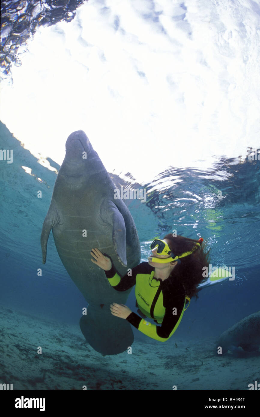 Florida Manatee und Schnorchlerin, Trichechus manatus latirostris, Crystal River, Florida, Stati Uniti d'America Foto Stock