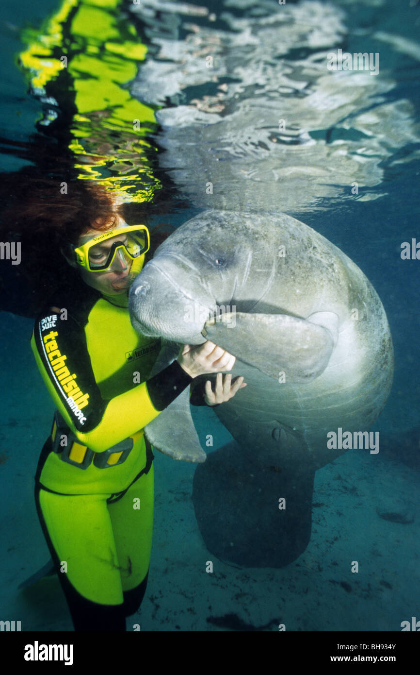 Giocoso Florida Manatee e Snorkeler, Trichechus manatus latirostris, Crystal River, Florida, Stati Uniti d'America Foto Stock