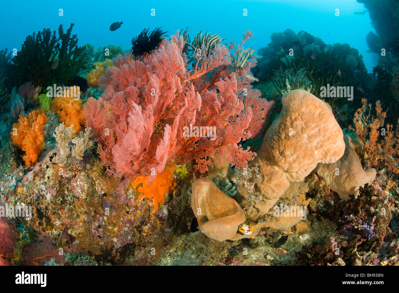 Reef coperto con diversi coralli, Lembeh strait, Sulawesi, Indonesia Foto Stock