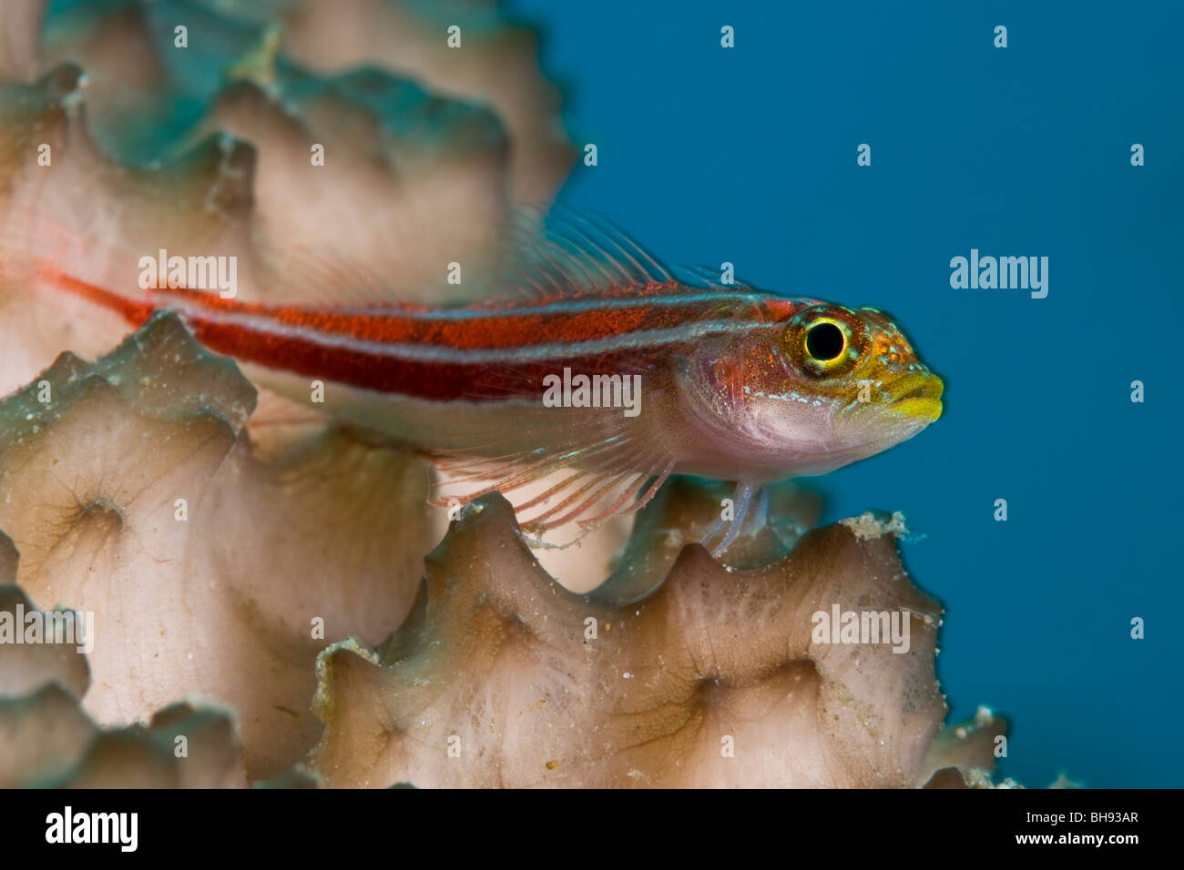 Neon, Triplefin Helcogramma striata, Lembeh strait, Sulawesi, Indonesia Foto Stock