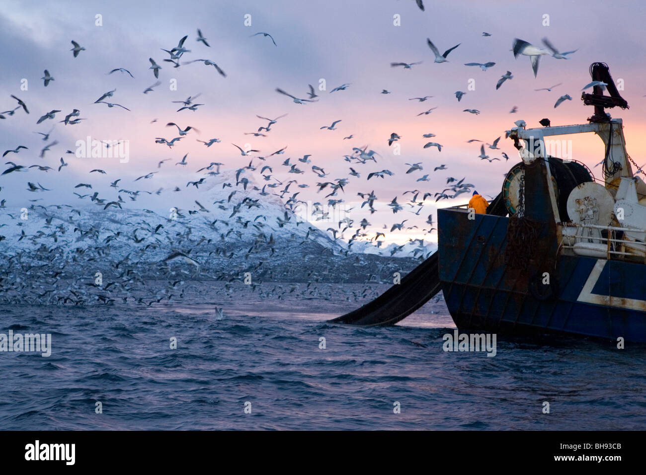 Gabbiani circondano la pesca in barca, Larus sp., Solvaer, Vestfjord, Lofoten, Norvegia Foto Stock