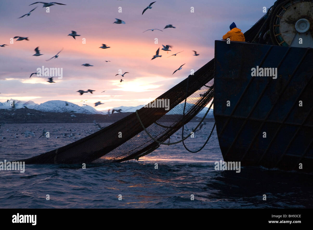 Barca da pesca tirando fuori le reti da pesca, Solvaer, Vestfjord, Lofoten, Norvegia Foto Stock