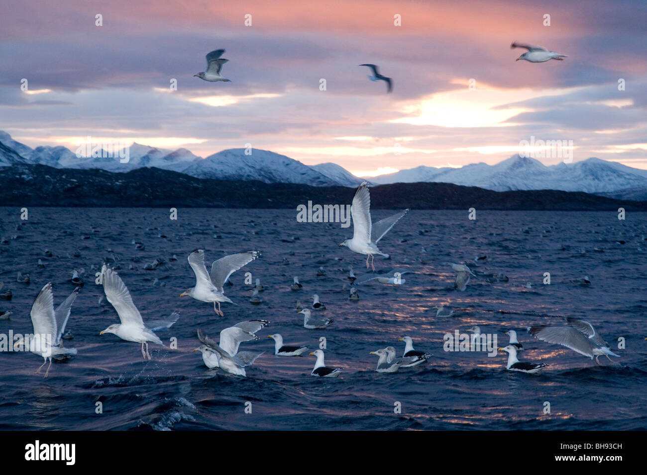 Gabbiani di Sunrise, Larus sp., Solvaer, Vestfjord, Lofoten, Norvegia Foto Stock