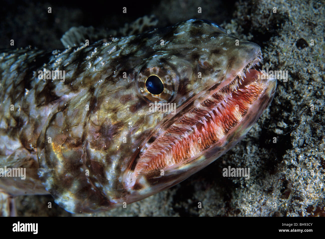 Reef, Lizardfish Synodus variegatus, Kona, Big Island, Hawaii, STATI UNITI D'AMERICA Foto Stock