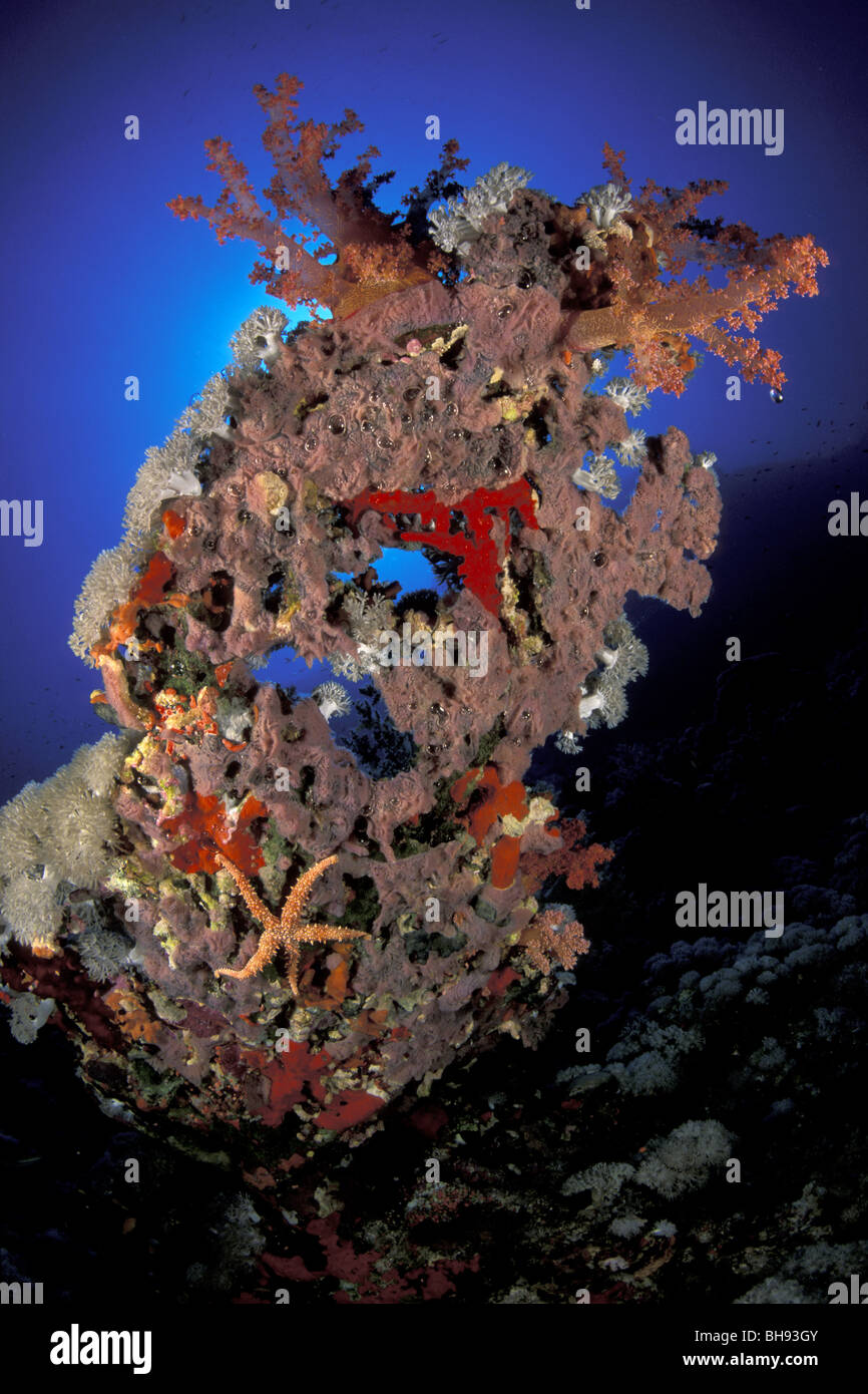 Formazione corallina con stelle marine, Gomophia egyptiaca, Mar Rosso, Arabia Saudita Foto Stock
