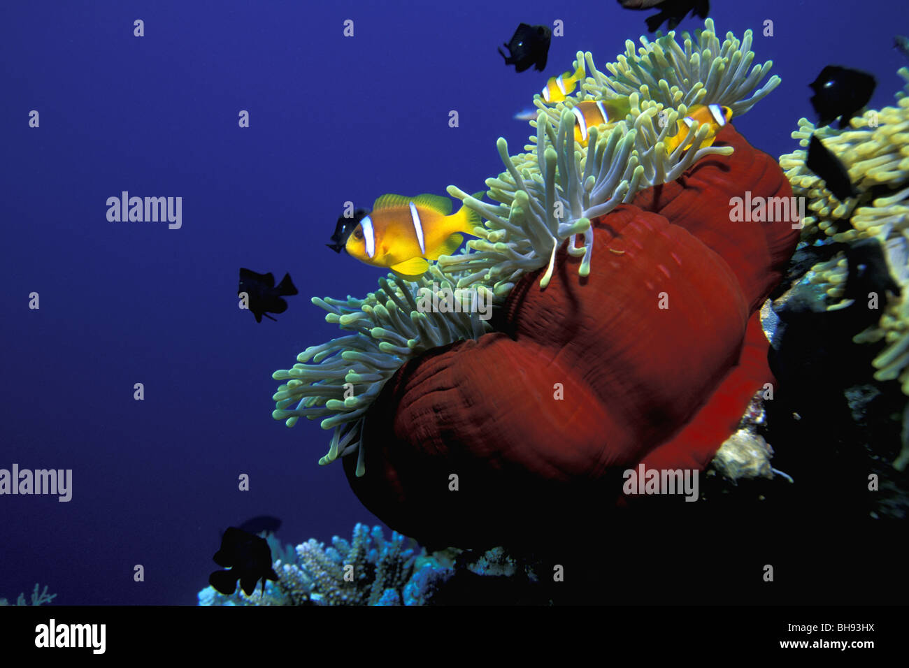 Mar Rosso Anemonefish nella magnifica Anemone, Amphiprion bicinctus, Heteractis magnifica, Mar Rosso, Arabia Saudita Foto Stock