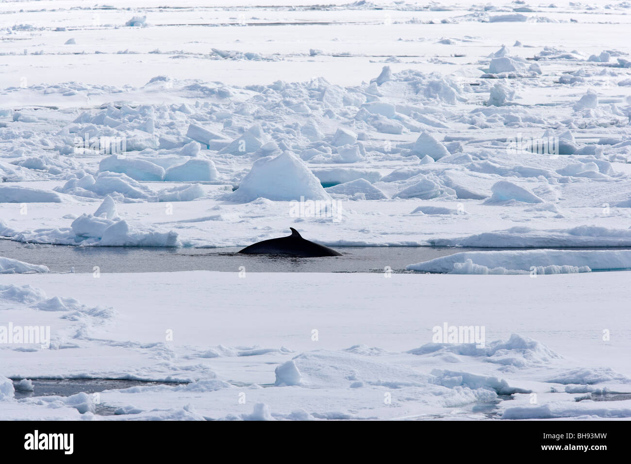 Northern Minke Whale, Balaenoptera acutorostrata, Spitsbergen, arcipelago delle Svalbard, Norvegia Foto Stock