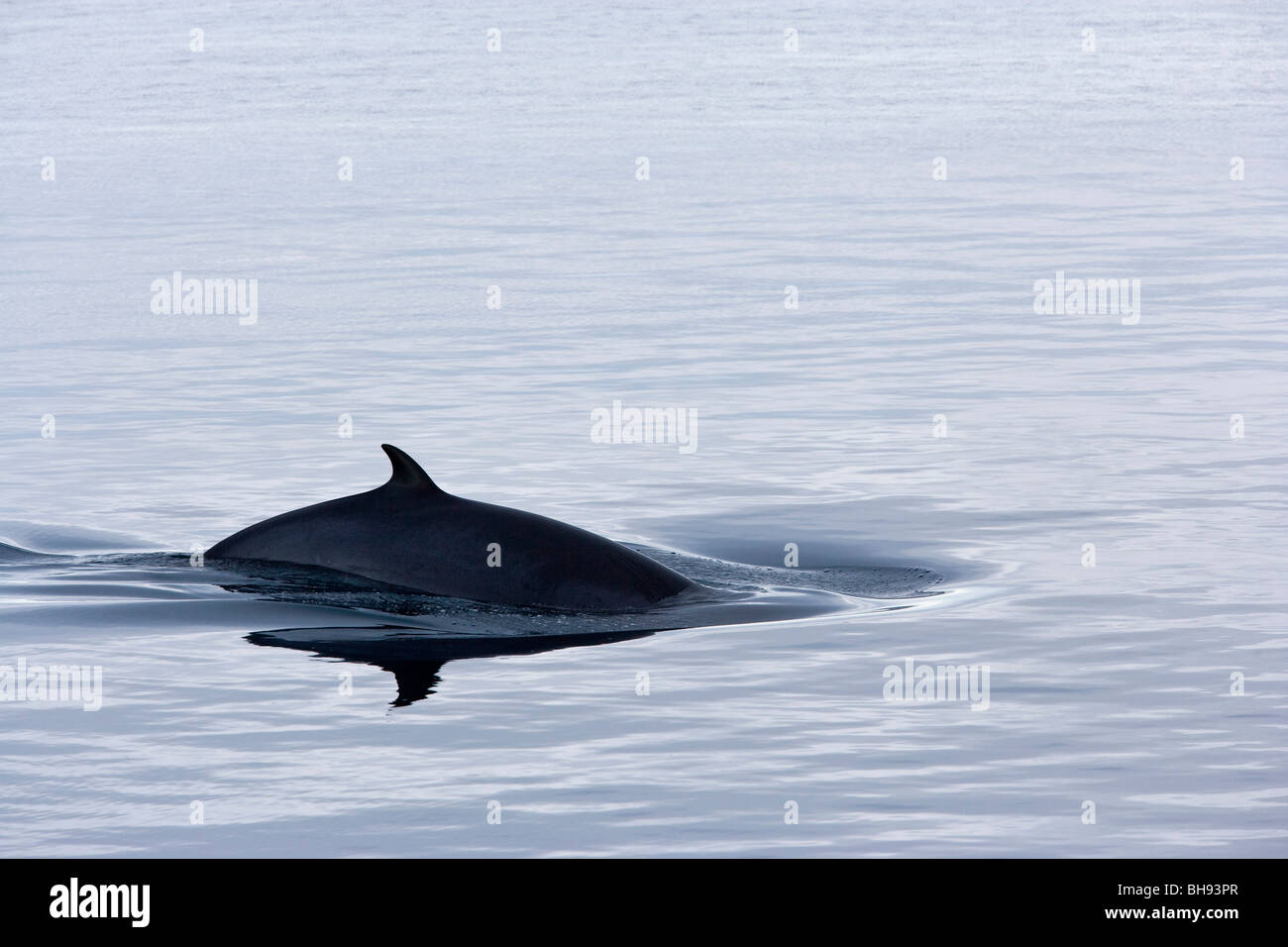 Northern Minke Whale, Balaenoptera acutorostrata, Spitsbergen, arcipelago delle Svalbard, Norvegia Foto Stock