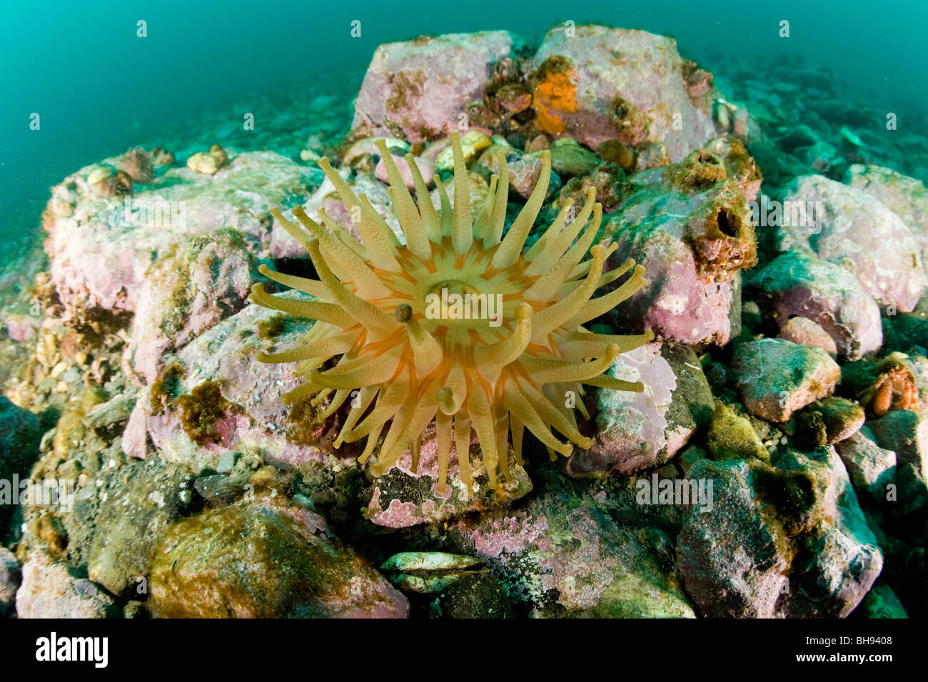 Anemone marittimo, Urticina eques, Spitsbergen, arcipelago delle Svalbard, Norvegia Foto Stock