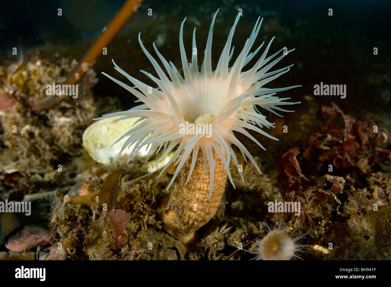 Anemone marittimo, Hormathia nodosa, Spitsbergen, arcipelago delle Svalbard, Norvegia Foto Stock