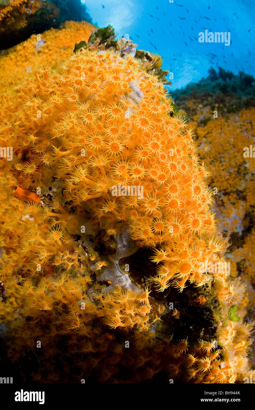 Roccia ricoperti di Zoanthids, Parazoanthus axinellae, Ponza, Mare Mediterraneo, Italia Foto Stock