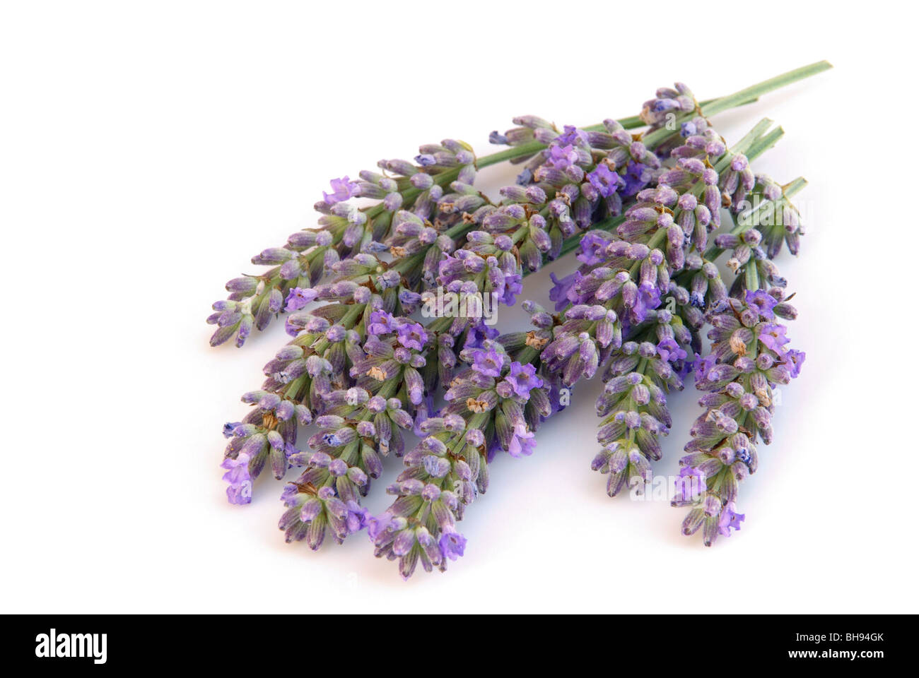 Lavendel freigestellt - lavanda isolato 01 Foto Stock