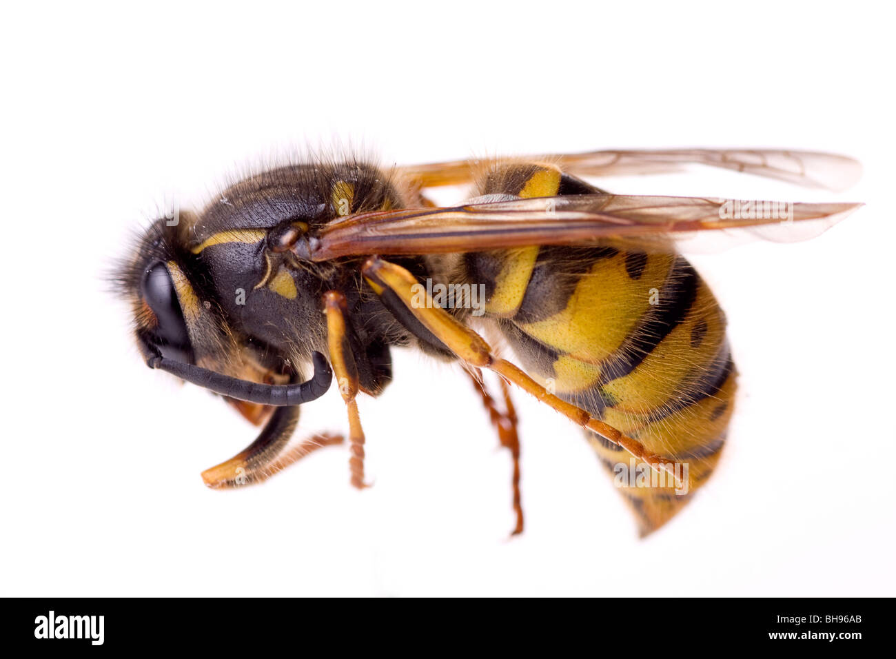 Profilo di un Dead Wasp Foto Stock
