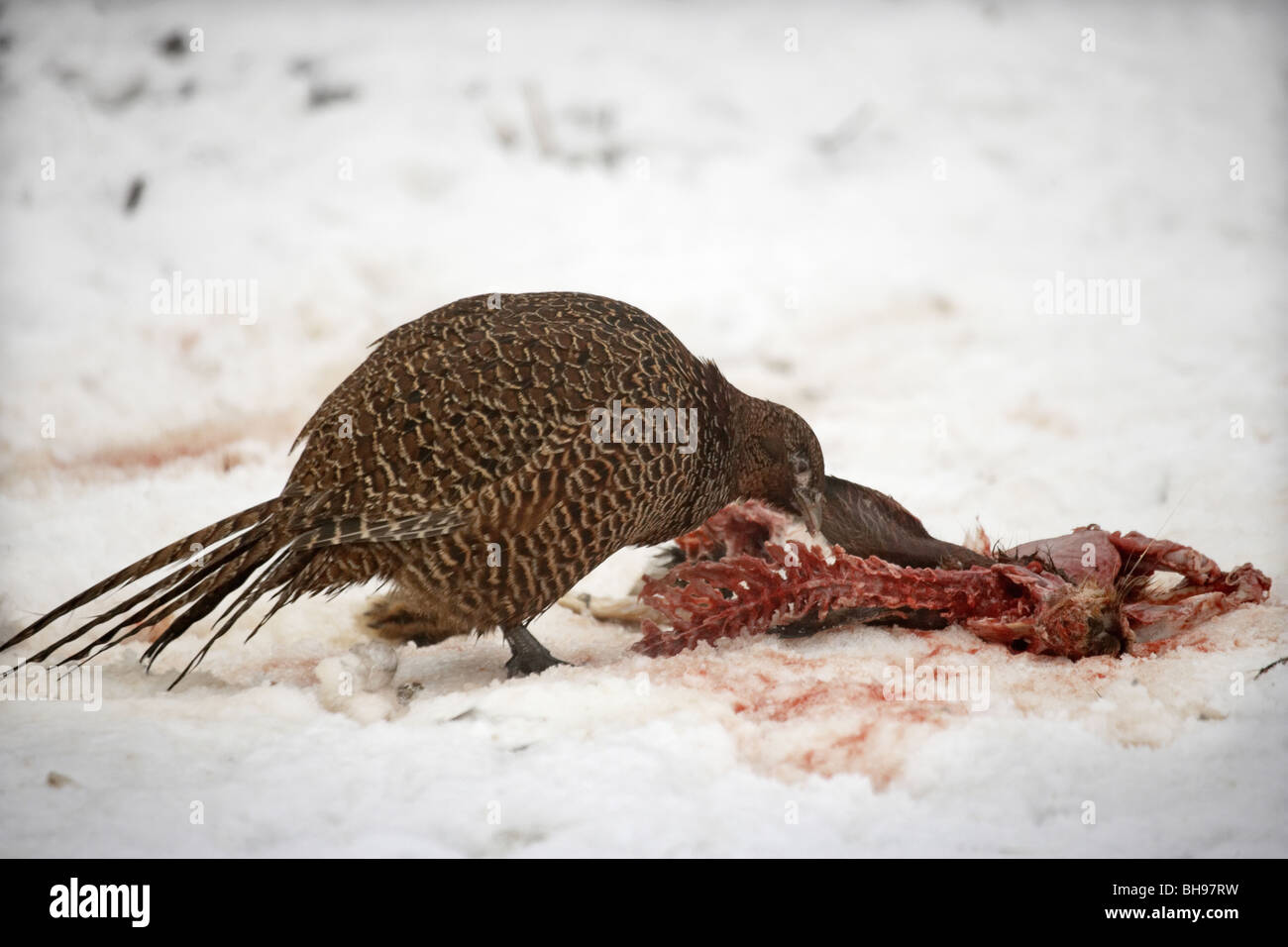 Fagiano strada mangiando carne di uccidere Foto Stock